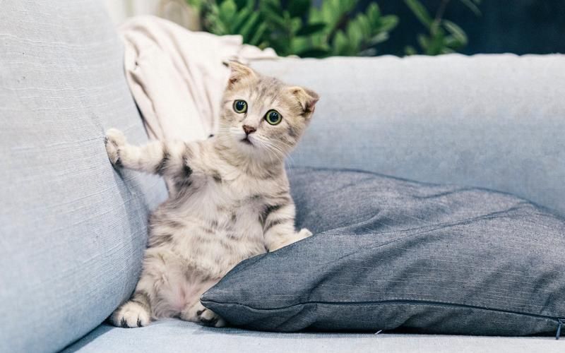 猫咪在线永久网站在线播放：超多萌宠视频免费看