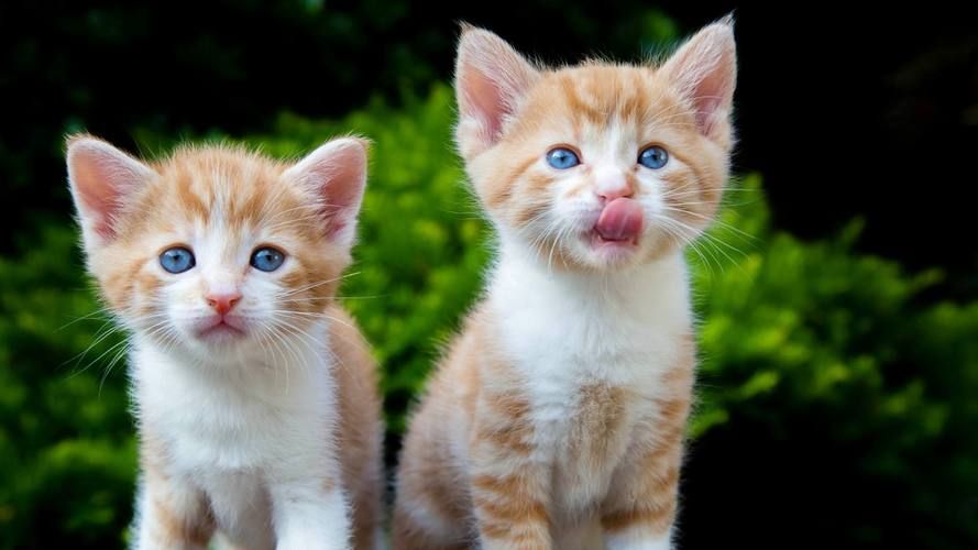 猫咪在线永久网站在线播放：超多萌宠视频免费看
