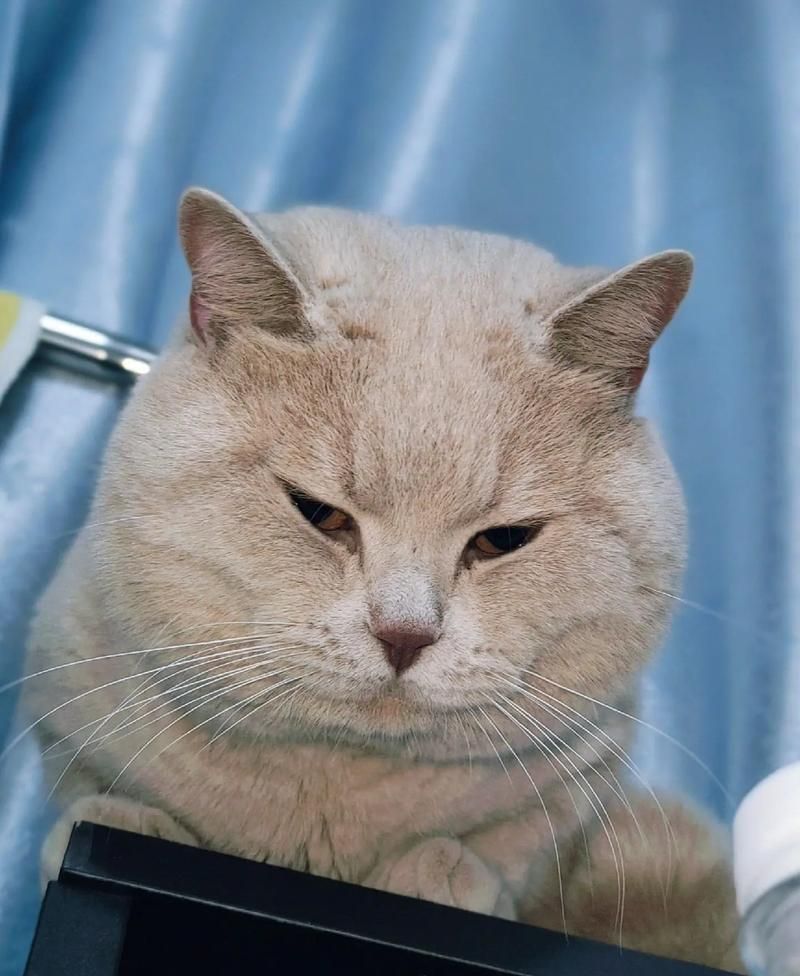 猫咪在线永久网站在线播放：超多萌宠视频免费看