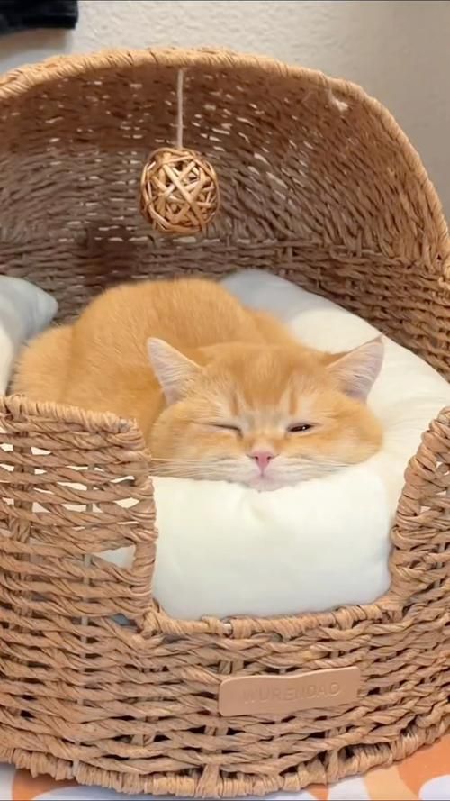 猫咪在线永久网站在线播放：超多萌宠视频免费看