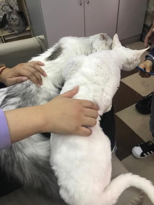 猫咪官网社区入口地址：寻找志同道合的朋友
