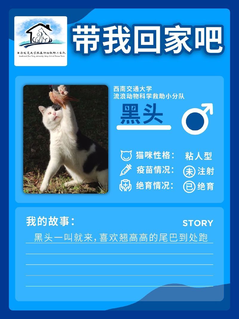 猫咪官网社区入口地址：寻找志同道合的朋友