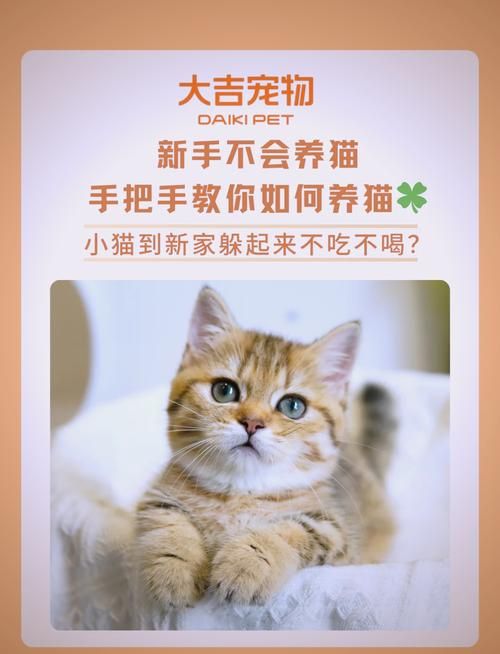 猫咪社区官网新功能上线，更多精彩内容等你发现