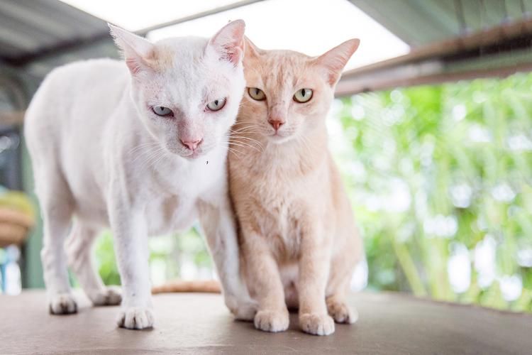 猫咪社区官网新功能上线，更多精彩内容等你发现