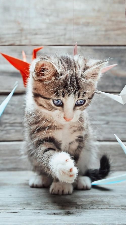 猫咪网站全新地址：可爱猫咪图片视频尽在其中