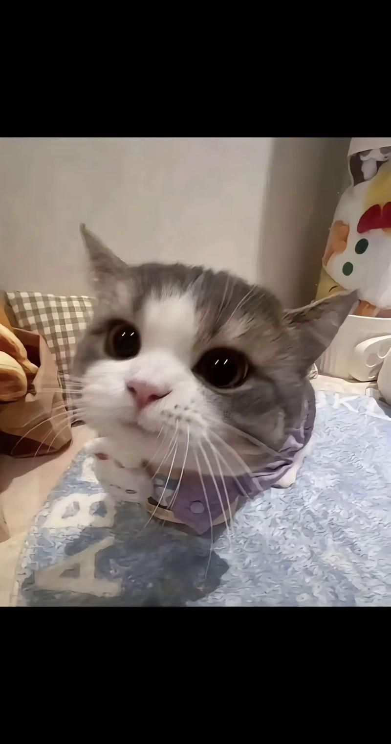 猫咪网站全新地址：可爱猫咪图片视频尽在其中