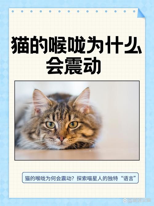 猫声App最新版下载：解锁更多猫咪语音乐趣