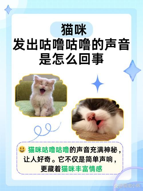 猫声App最新版下载：解锁更多猫咪语音乐趣