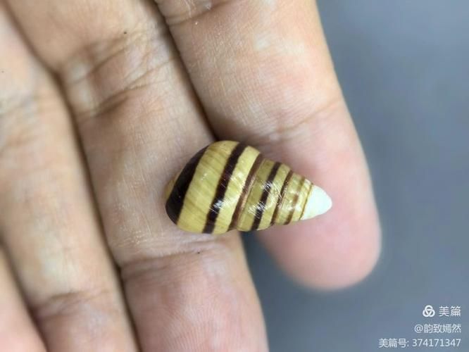 玛瑙螺驯服全攻略：快速驯服玛瑙螺技巧