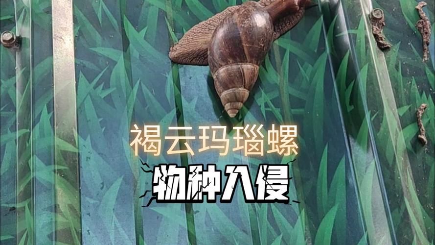 玛瑙螺驯服全攻略：快速驯服玛瑙螺技巧