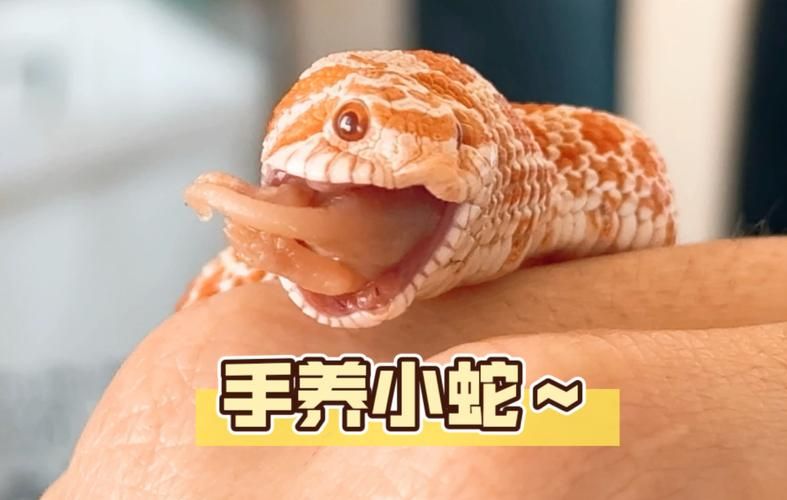 玩蛇TV资源合集：超清画质，多种资源任你选择！
