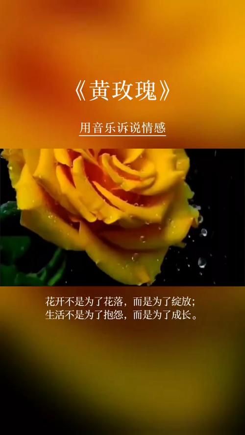 玫瑰花瓣一片一片片：这首歌唱出了多少人的心酸往事