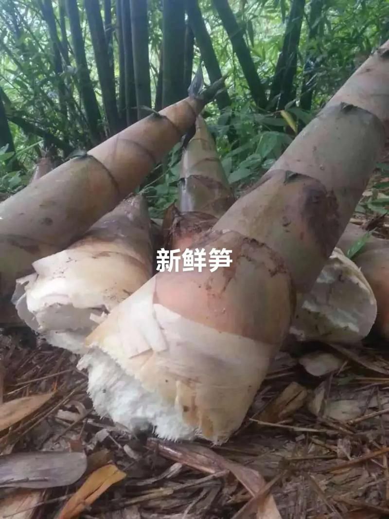 田林县：中国八渡笋之乡的生态农业与经济效益