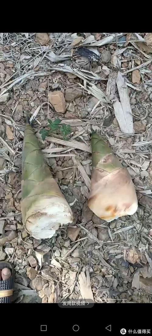 田林县：中国八渡笋之乡的生态农业与经济效益