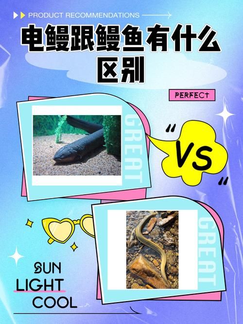 电鳗钓鱼技巧全攻略，带你轻松钓到电鳗！
