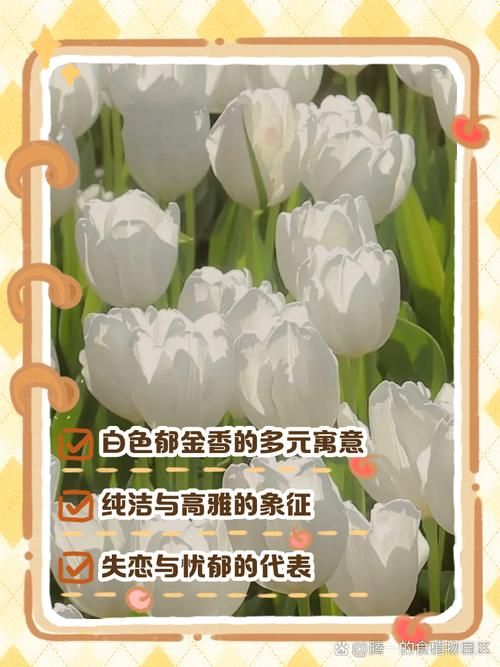 白色郁金香代表什么含义？送人白郁金香合适吗？