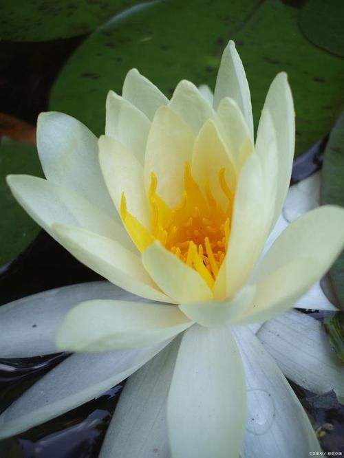 白莲花是什么意思？揭秘白莲花的网络流行含义