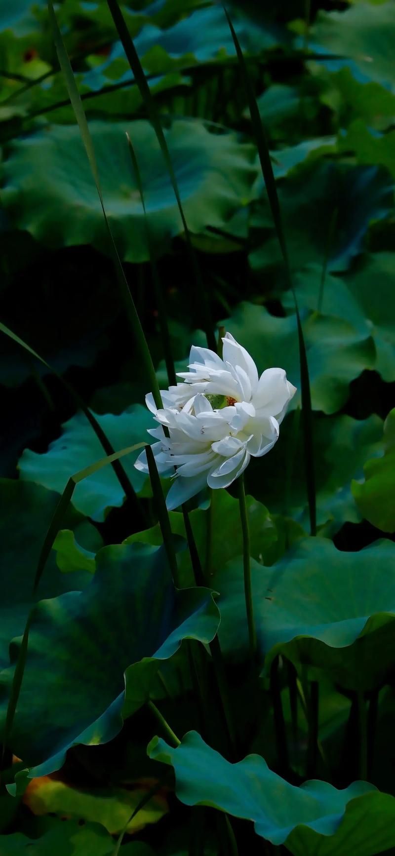 白莲花是什么意思？揭秘白莲花的网络流行含义