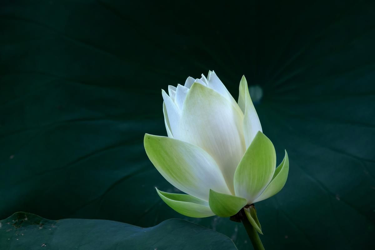 白莲花是什么意思？揭秘白莲花的网络流行含义