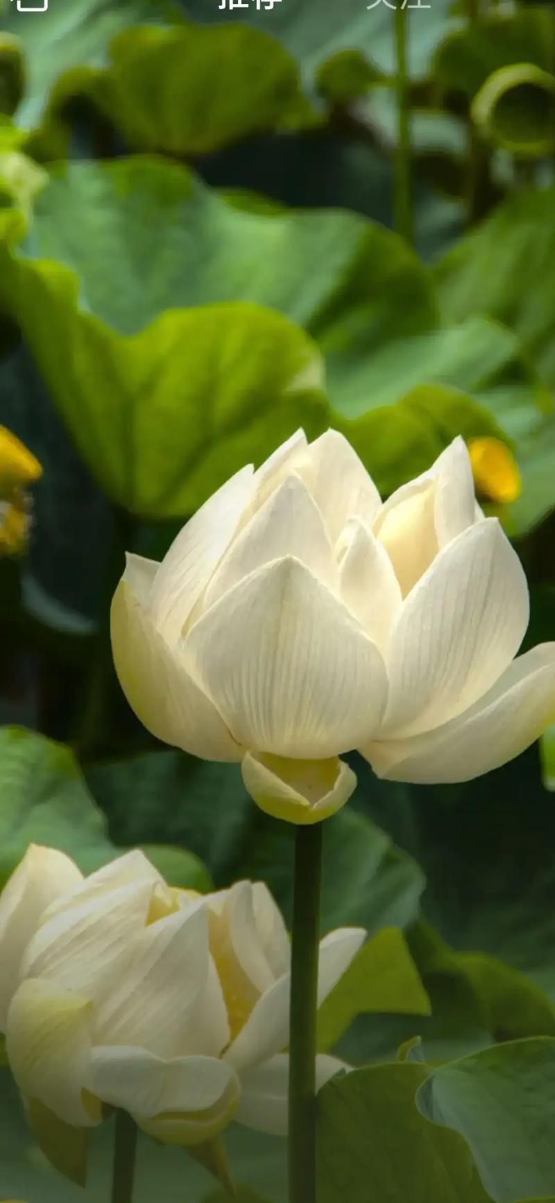 白莲花是什么意思？揭秘白莲花的网络流行含义