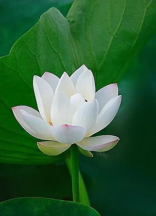 白莲花是什么意思？揭秘白莲花的网络流行含义