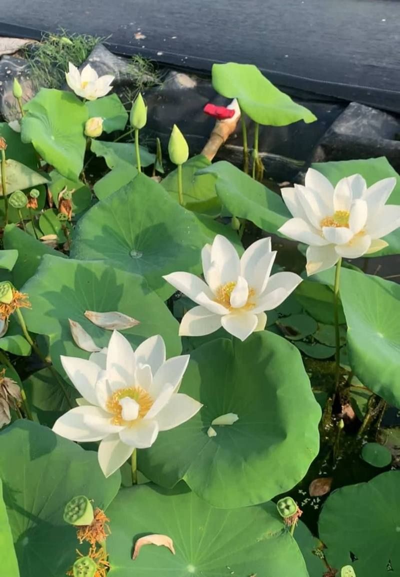 白莲花是什么意思？揭秘白莲花的网络流行含义