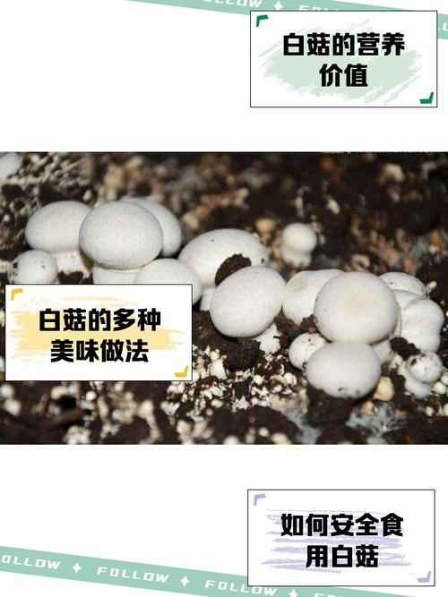 白蘑菇放冰箱几天后变黑，还能食用吗？怎样保存？