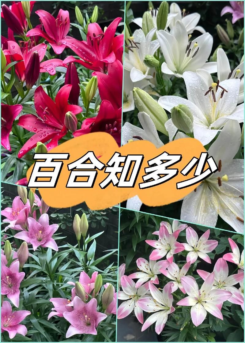百合一般怎么玩？新手入门指南及技巧详解