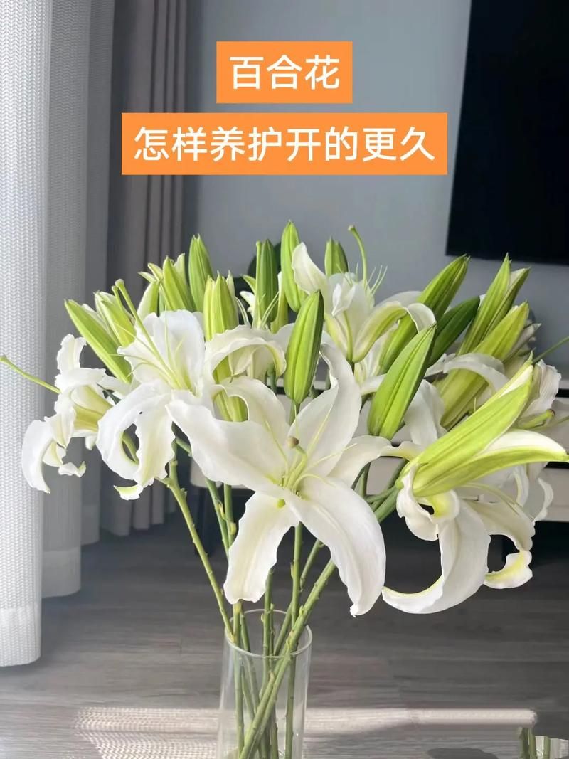 百合一般怎么玩？新手入门指南及技巧详解