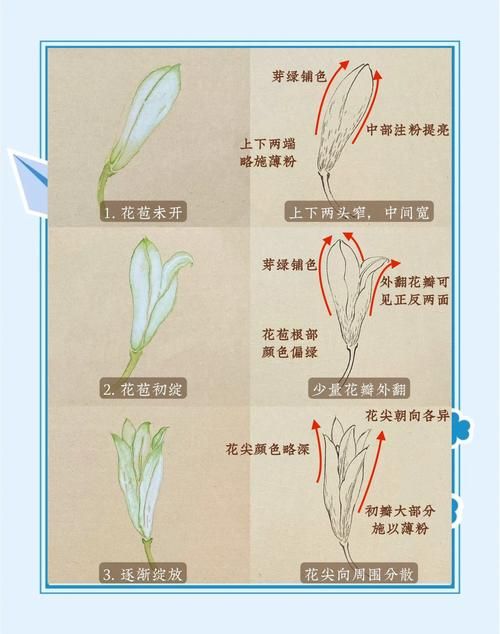 百合一般怎么玩？新手入门指南及技巧详解