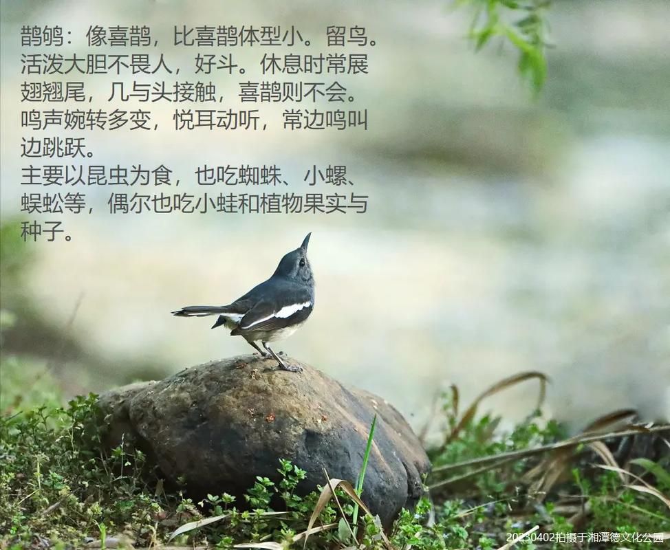 益虫益鸟有哪些？帮你认识这些田园卫士