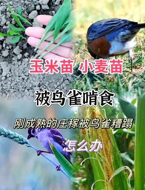 益虫益鸟有哪些？帮你认识这些田园卫士