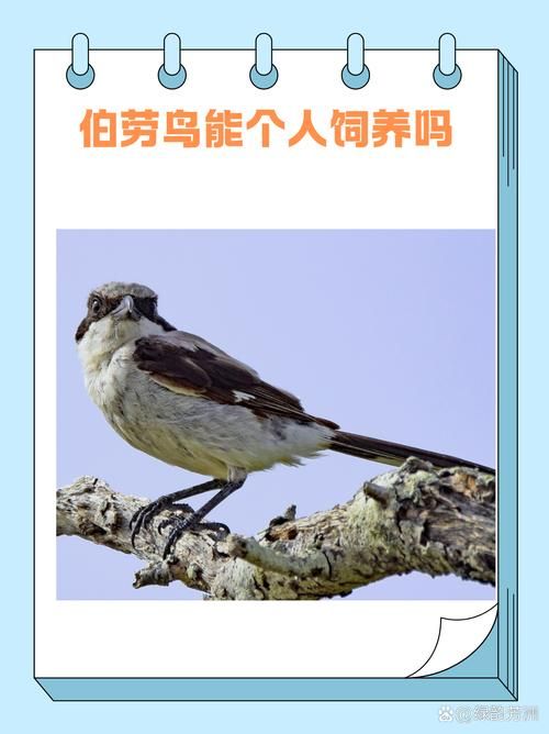 益虫益鸟有哪些？帮你认识这些田园卫士