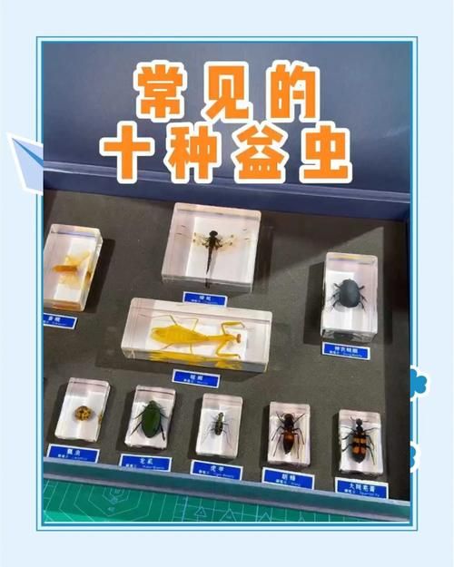 益虫益鸟有哪些？帮你认识这些田园卫士