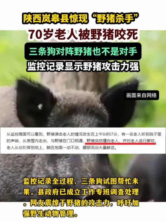 真野猪怎么打？野外遭遇真野猪求生指南