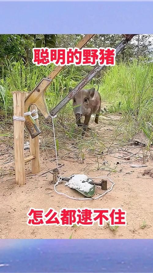 真野猪怎么打？野外遭遇真野猪求生指南