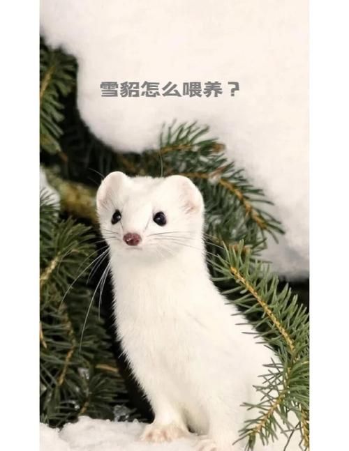 神武小伙伴喂养指南：提升忠诚度的方法大全