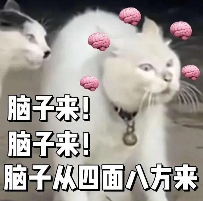 离谱到极致的表情包，笑点密集，保证让你哈哈大笑！