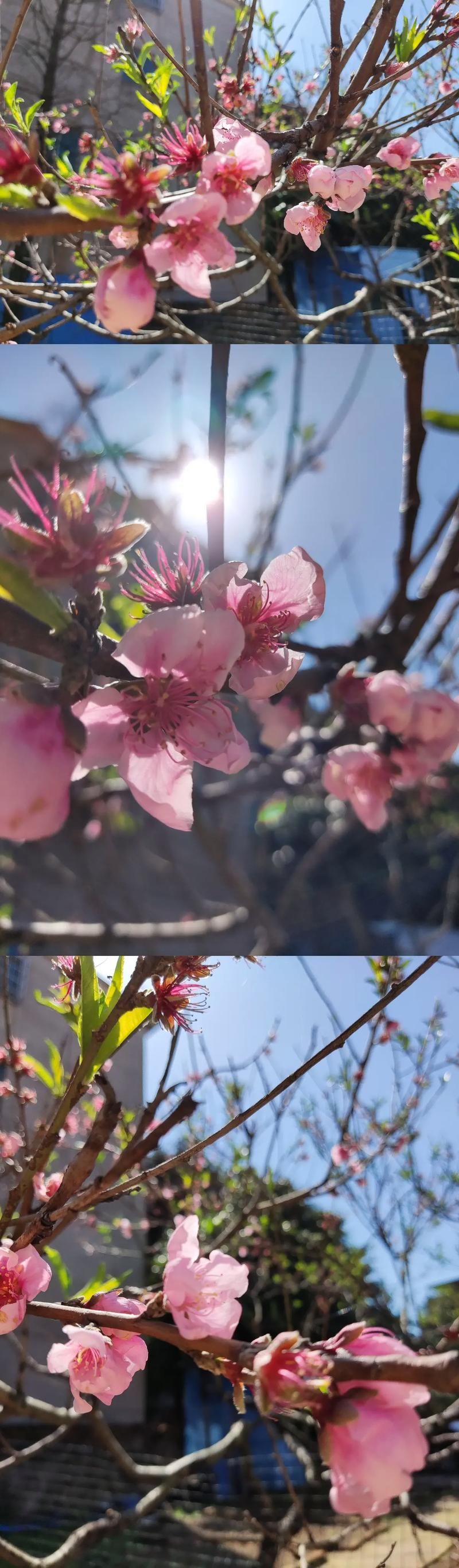 秋天的风它不曾见过桃花：歌词含义深度解析