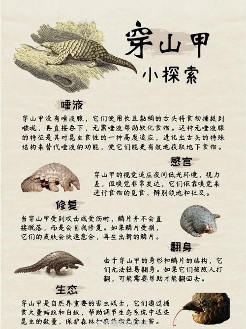 穿山甲用什么捕食？揭秘穿山甲的独特觅食技巧
