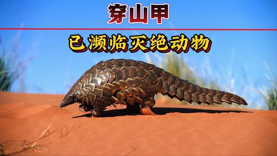 穿山甲用什么捕食？揭秘穿山甲的独特觅食技巧