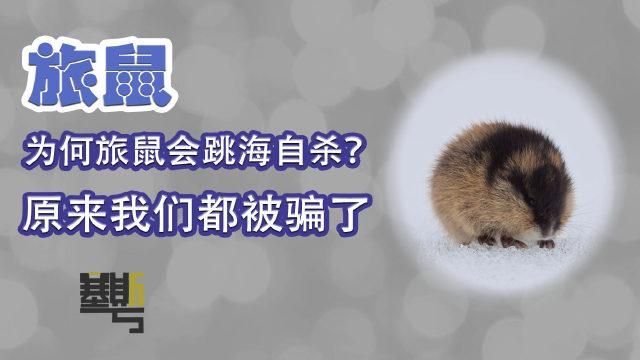 第一课www2一classcow：揭秘热门视频背后的真相