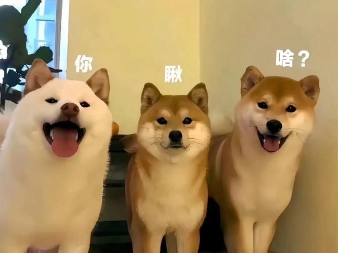 精选搞笑虚拟背景素材，轻松打造个性化视频