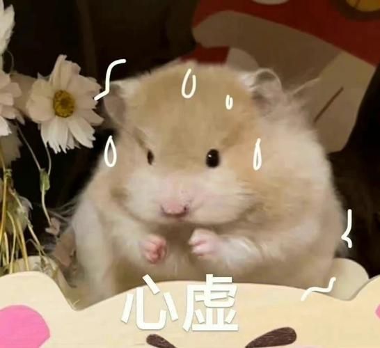 精选梦幻表情包：聊天斗图必备神器