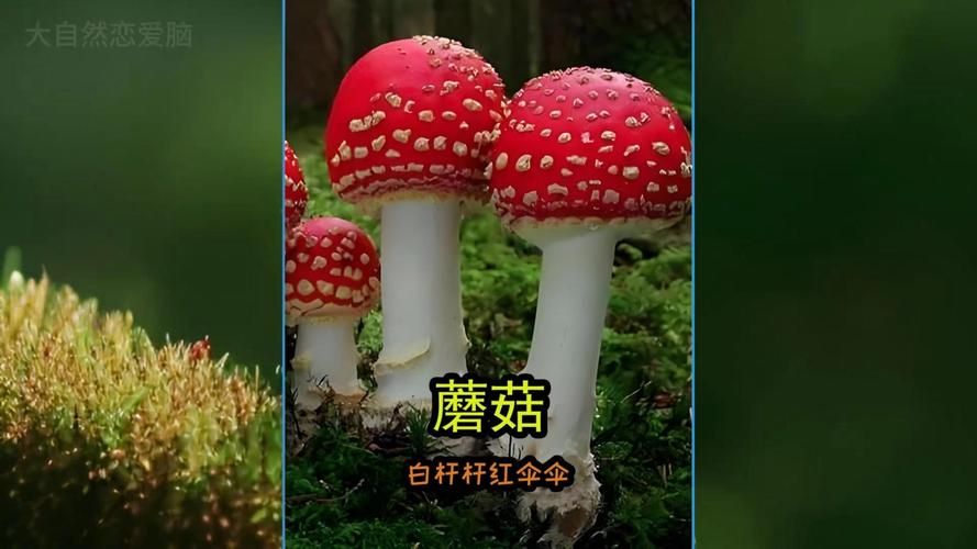 红伞伞白杆杆的真相：美味还是毒药？
