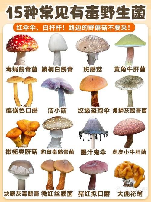 红伞伞白杆杆的真相：美味还是毒药？