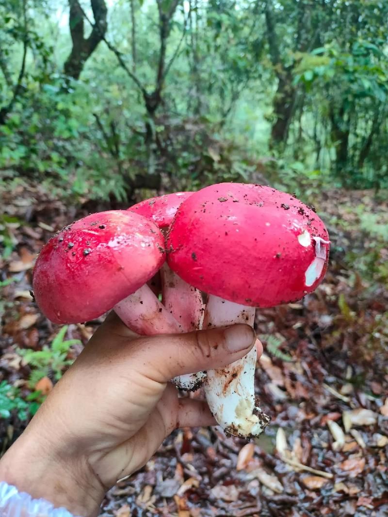 红伞伞白杆杆的真相：美味还是毒药？