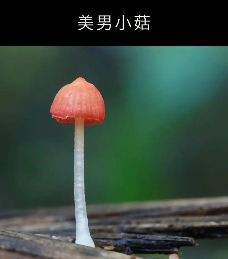 红伞伞白杆杆的真相：美味还是毒药？