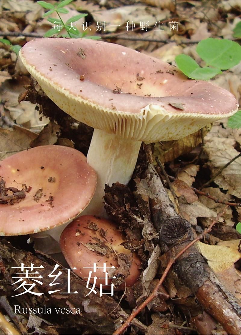 红伞伞白杆杆的真相：美味还是毒药？