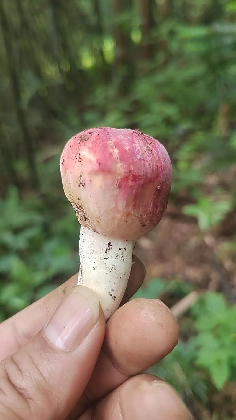 红伞伞白杆杆的真相：美味还是毒药？